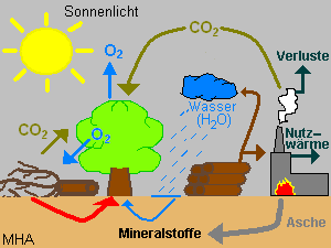 Biomasse und Fotosynthese